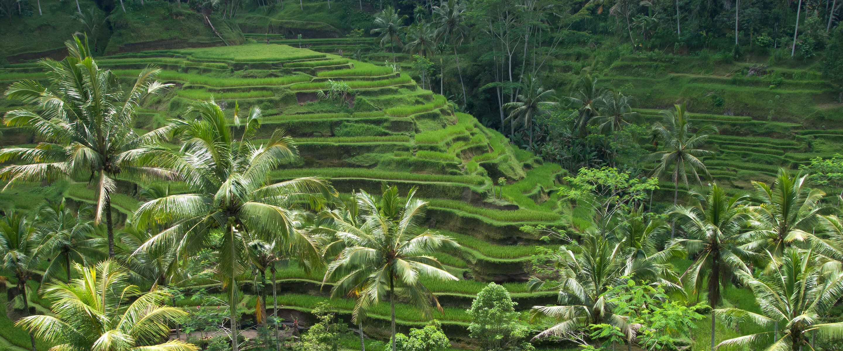 Ubud Authority